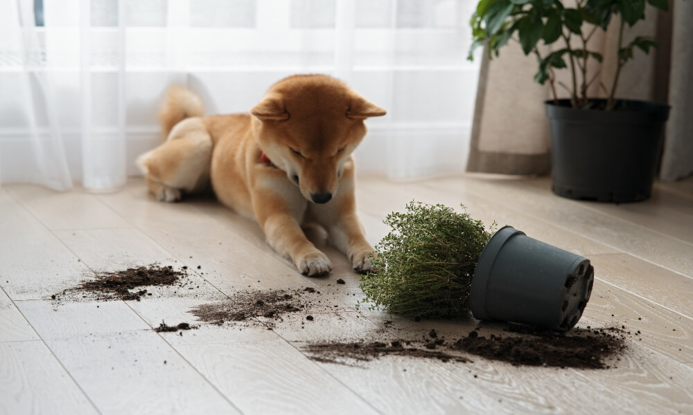 dog 