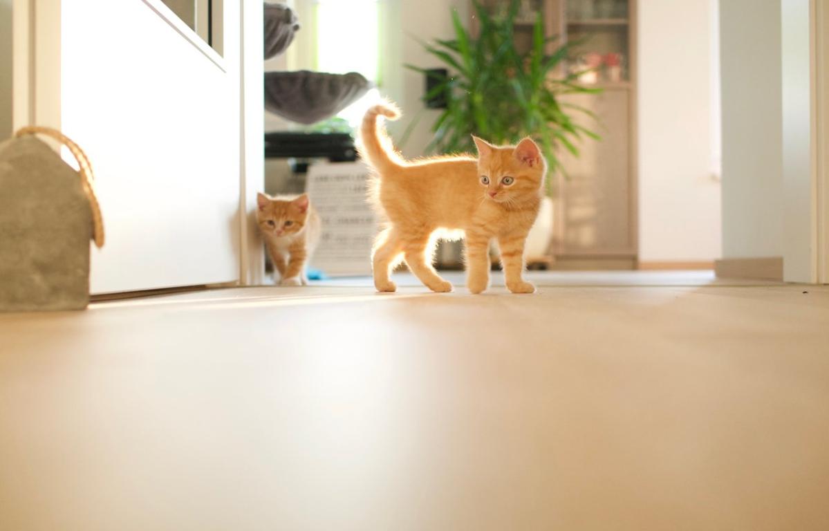 What Is Engineered Wood Flooring?