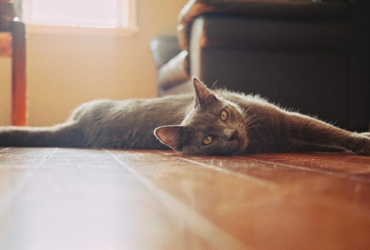 The Flooring World Part IV: Parador Laminate Flooring