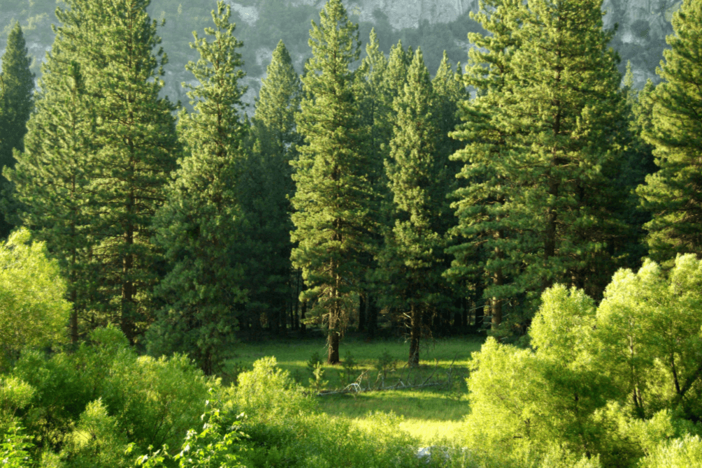 Celebrating Growth this National Tree Week