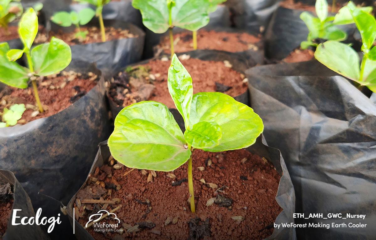 We’ve Helped Plant Over 1,000 Trees!