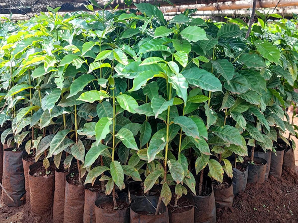 International Day of Forests – Tree Planting Update 