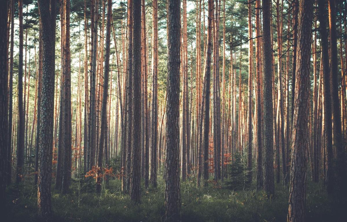Environmentally Friendly Flooring: What’s the Best Option?