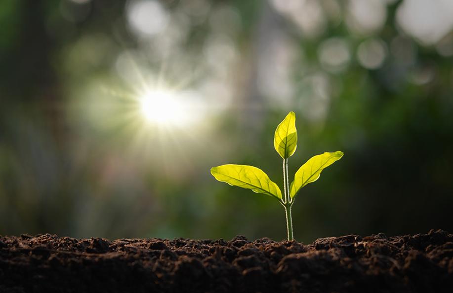 Plant a Tree with Your Order this Christmas
