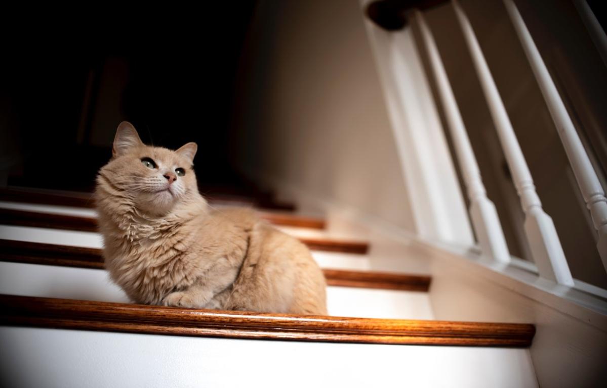 How to Measure Your Stairs for Flooring